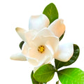 White Flowering Gardenia Plant 2 Gallon Potted Y51410