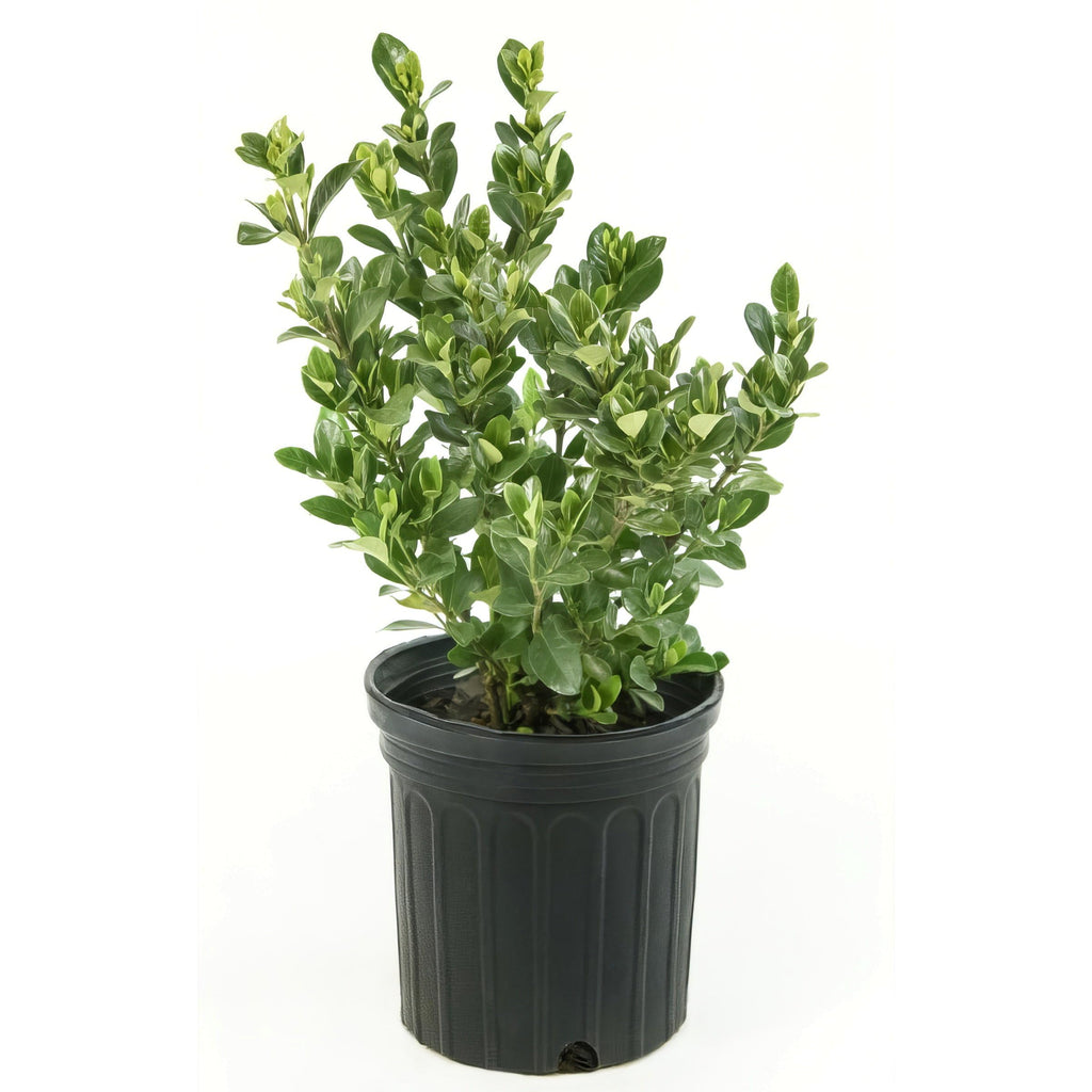 Live Flowering Gardenia Shrub 6-Inch Pot E43856