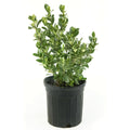Live Flowering Gardenia Shrub 6-Inch Pot E43856