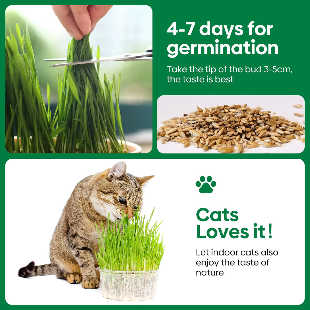 Cat Grass Seeds Bulk 1LB Non-GMO Heirloom Barley Oats Wheat Rye F9256