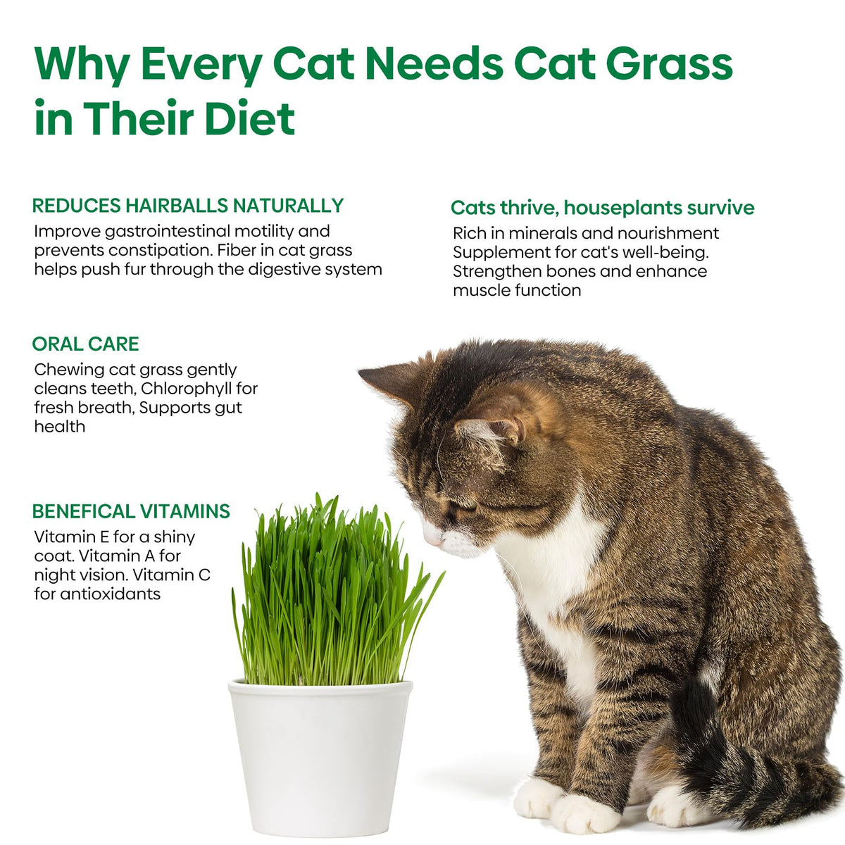Cat Grass Seeds Bulk 1LB Non-GMO Heirloom Barley Oats Wheat Rye F9256