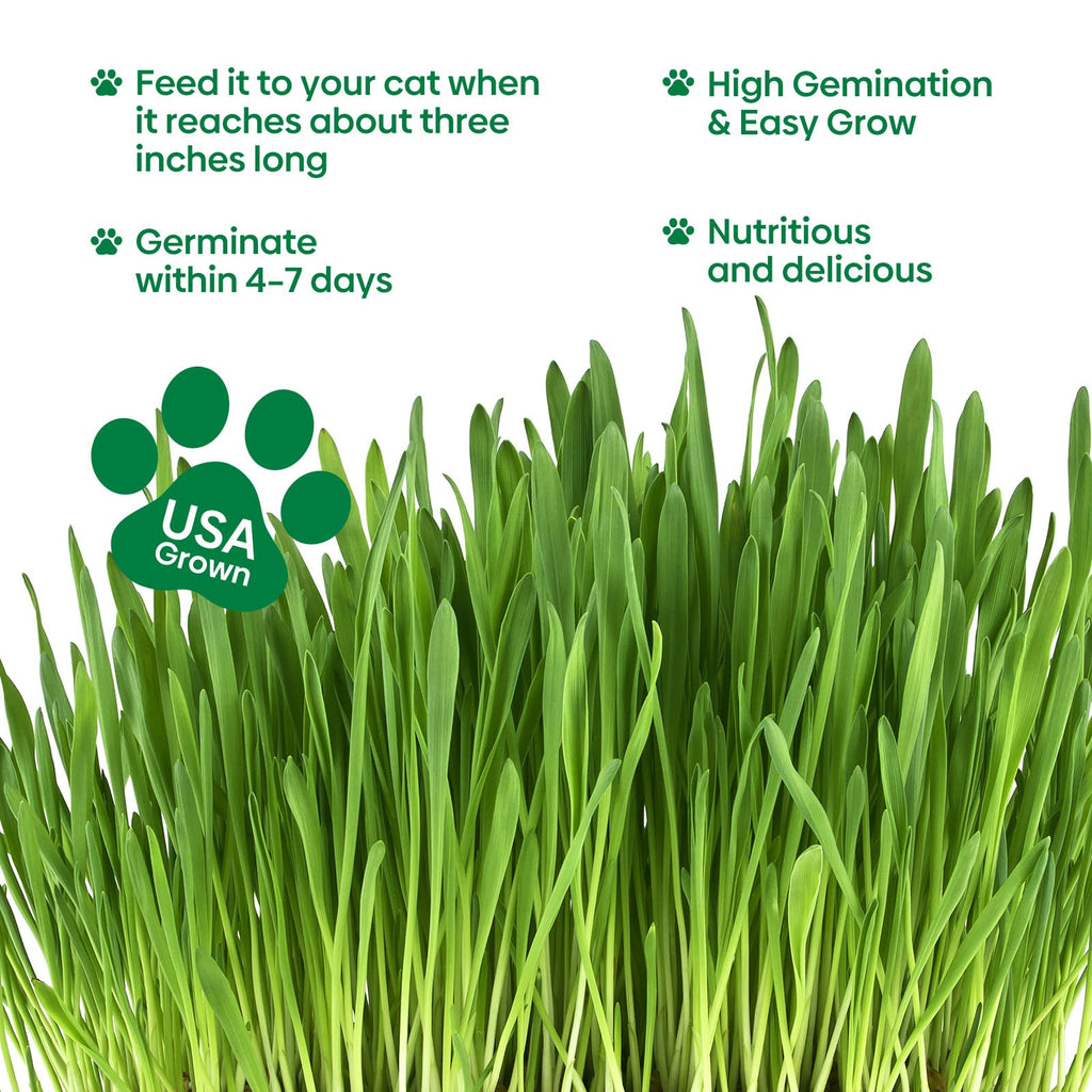 Cat Grass Seeds Bulk 1LB Non-GMO Heirloom Barley Oats Wheat Rye F9256