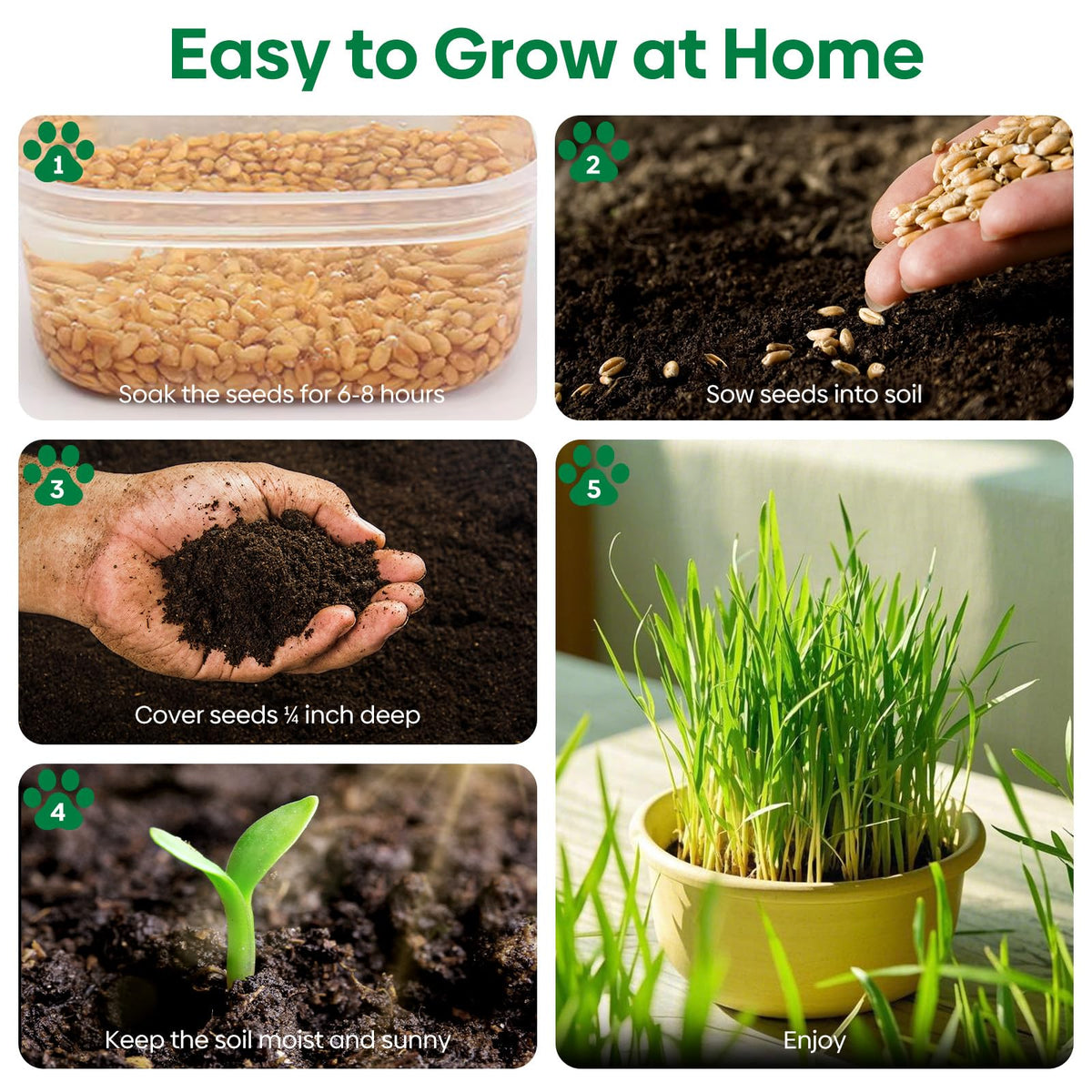 Cat Grass Seeds Bulk 1LB Non-GMO Heirloom Barley Oats Wheat Rye F9256